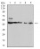 IDH1 Primary Antibody MP31106 [M4A4A8]