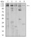 PLCG1 Primary Antibody MP31122 [M2F3D11]