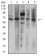 P2RX7 Primary Antibody MP31128 [M7G1D6]
