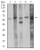 CDC37 Primary Antibody MP31158  [M6B3B7]