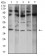 ATF4 Primary Antibody MP31162 [M2A6F12]