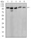 ATP2A1 Primary Antibody MP31211 [M3D1H6]