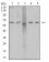AP2M1 Primary Antibody MP31243 [M4F1B2]