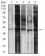 CD195 Primary Antibody  MP31326 [M6G11D1]