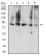 CD114 Primary Antibody MP31389 [M8F8B12]