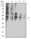 TNFRSF10D Primary Antibody MP31479 [M7G7H9]