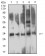 CD354 Primary Antibody  MP31537 [M6B12D1]