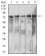 IL10RB Primary Antibody  MP31549 [M5B3F2]