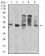 CD177 Primary Antibody MP31584 [M2F2C1]