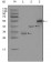 PEG10 Primary Antibody MP20295 [M1B1C4]