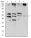 RAD52 Primary Antibody MP30897 [M5E11E7]
