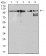 ZFP91 Primary Antibody MP31086 [M7G11H2]