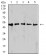 IDH1 Primary Antibody MP31107 [M7G8A1]