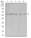 PAK3 Primary Antibody MP31172 [M4G8F11]