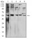 BTN1A1 Primary Antibody  MP31526  [M4B11B3]