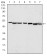 p63a Primary Antibody MP30176 [M4E5]