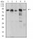 UHRF1 Primary Antibody MP31124 [M2A8C7]