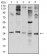 ELANE Primary Antibody MP31315  [M6B6G6]