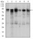 TGFBR3 Primary Antibody MP30449A [M1C5H11]