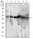 CCNA2 Primary Antibody MP30714 [M6B4D11]
