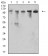 CD106 Primary Antibody MP31490 [M6A11D8]