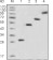 GFP Primary Antibody MP20144 [M4B10B2]