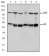 NFKB1 Primary Antibody MP30234 [M5D10D11]