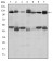 C-CBL Primary Antibody MP30250 [M3B12]