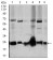 ARHGDIA Primary Antibody MP30387 [M2G3]