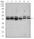 CSNK2A2 Primary Antibody MP30405 [M1E1]