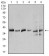ANXA1 Primary Antibody MP30406 [M2F1]
