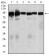 TGFBR3 Primary Antibody MP30449P [M1C5H11]