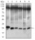 TWIST1 Primary Antibody MP30506 [M10E4E6]