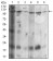 SDC1 Primary Antibody MP30658 [M1A3A3]