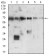 XRCC6 Primary Antibody MP30686 [M2F7F5]