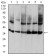 ANXA5 Primary Antibody MP30796 [M3B9B7]