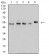 CD2 Primary Antibody MP31026 [M3D1E3]