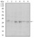 PPP1CA Primary Antibody MP30307 [M5E9]