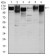 ITGB1 Primary Antibody MP30332 [M3B6]