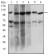 PAPLN Primary Antibody MP30558 [M5B2E5]