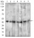 CD14 Primary Antibody MP30590 [M4B4F12]