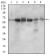 CTNNBL1 Primary Antibody MP30656 [M1E4F5]