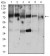 RANBP9 Primary Antibody MP30670 [M6E10H5]