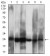 CSNK2B Primary Antibody MP30718 [M1H8A5]