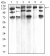 PLCG1 Primary Antibody MP30861 [M3C2D11]
