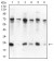 CBX5 Primary Antibody MP30924 [M3A11F8]