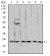 RAN Primary Antibody MP30994 [M8D1H12]