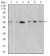 AKT1 Primary Antibody MP30997 [M1F7G2]