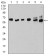 ESR1 Primary Antibody MP31155 [M6A6F3]