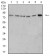 PD1 Primary Antibody  MP31421 [M1D6F6]